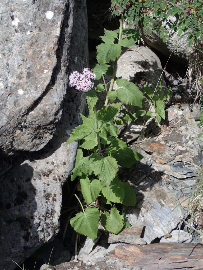 How to Use Diet to Support Your Muscle Building Routine