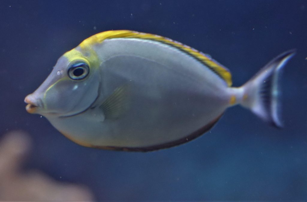 using intermittent fasting to lose weight and gain muscle