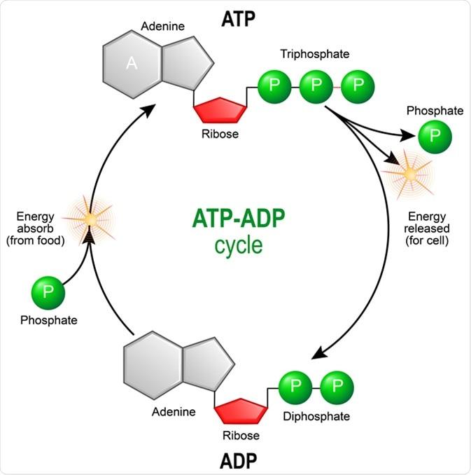 Understanding Metabolism and Its Role in Weight Management
