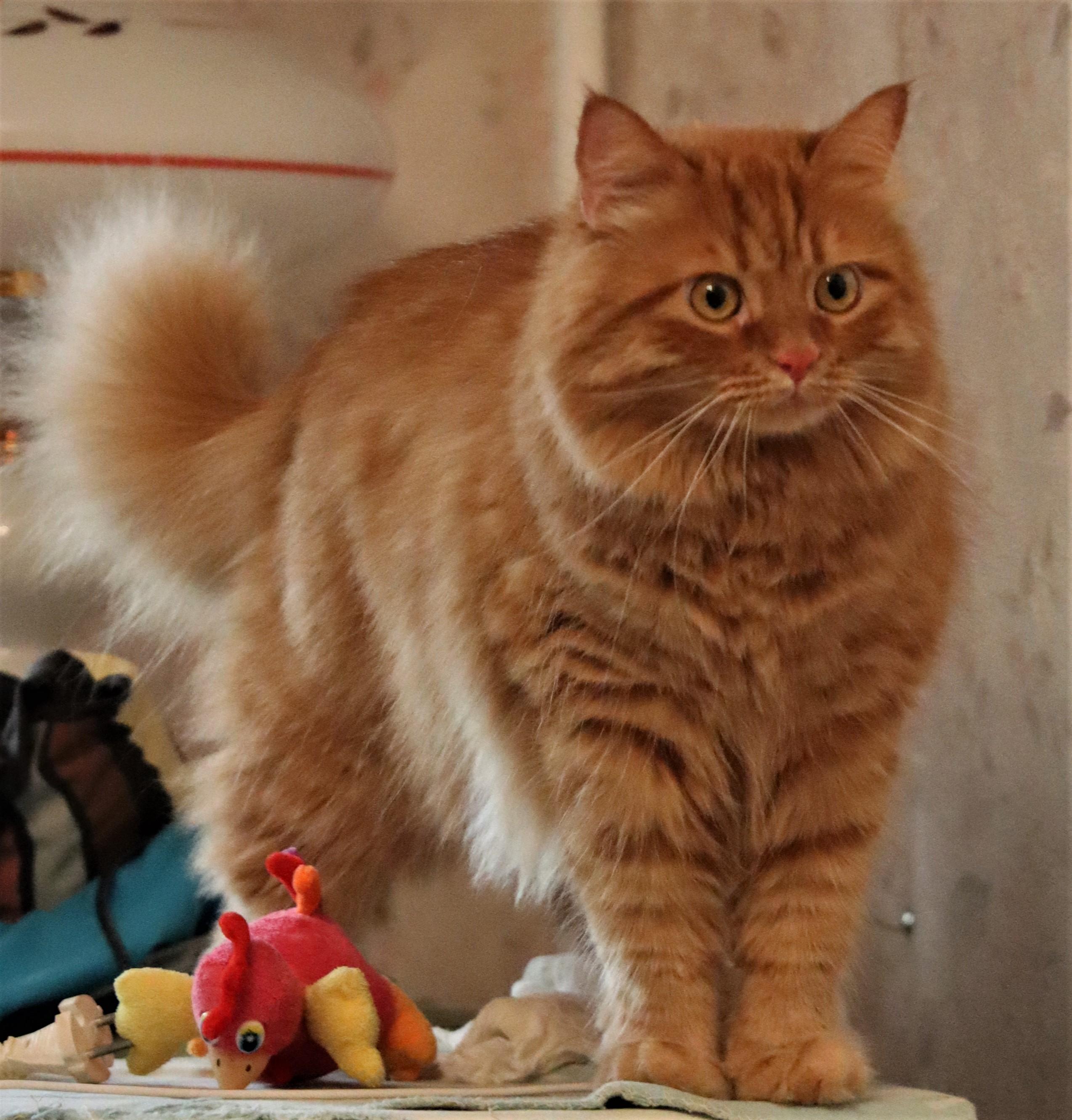 Optimizing Meal ​Timing to Maximize Muscle Gain