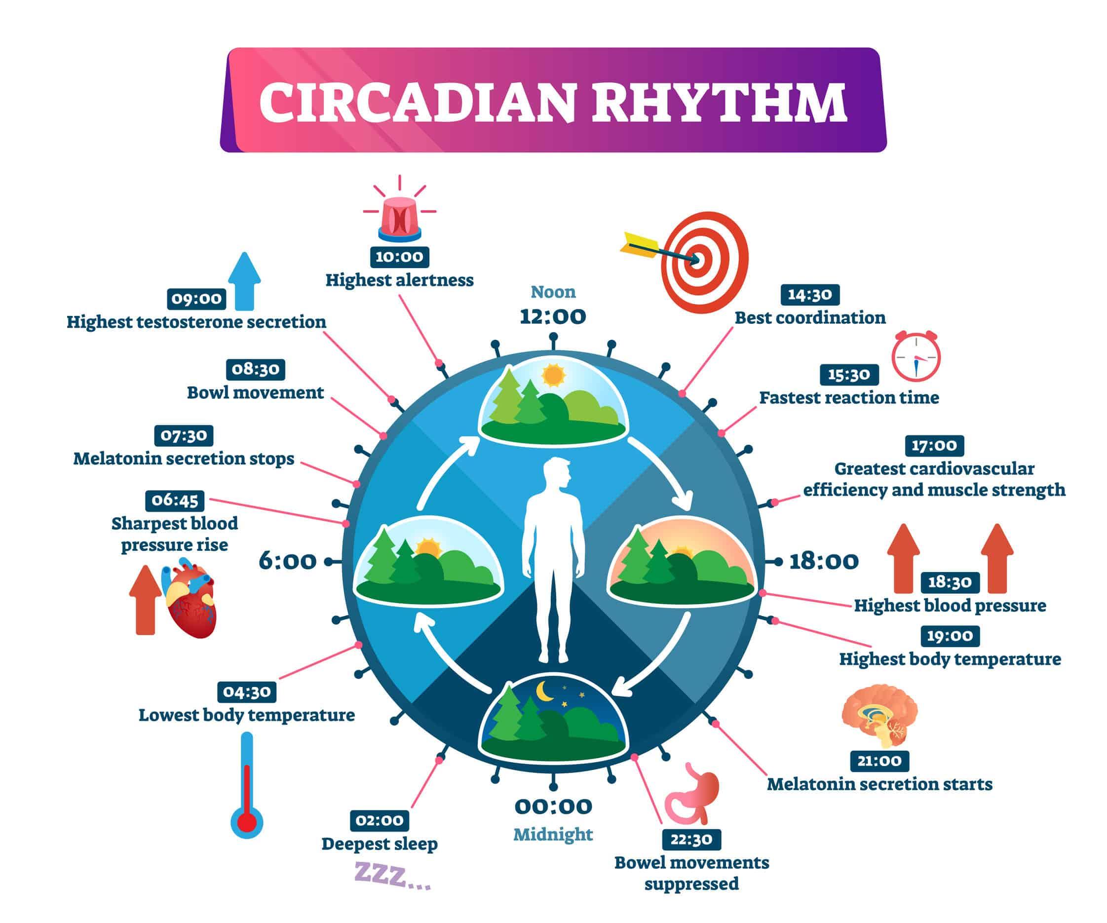 Align Your Meals with Your Circadian Rhythm