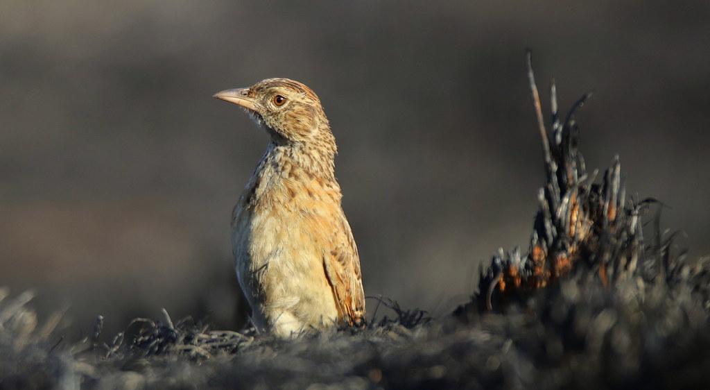 Understanding the Role of Nutrients in Energy Production