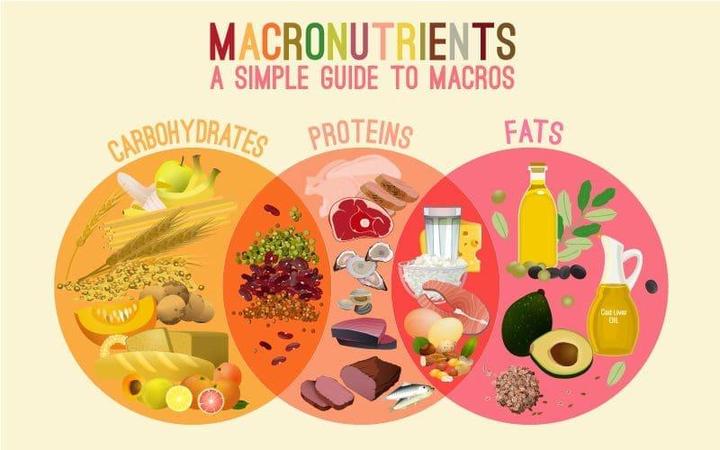 Mastering Your Macros for Optimal Muscle Definition